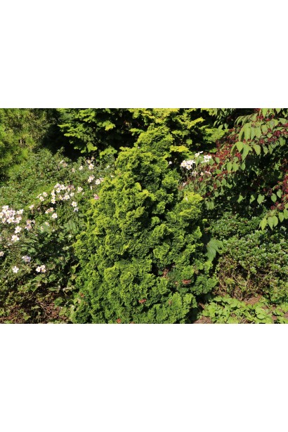 Кипарисовик тупой Avrora в саду.